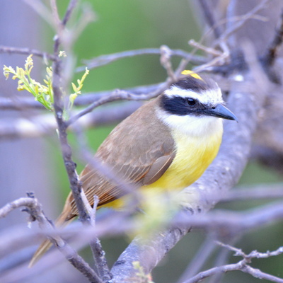 Great Kiskadee